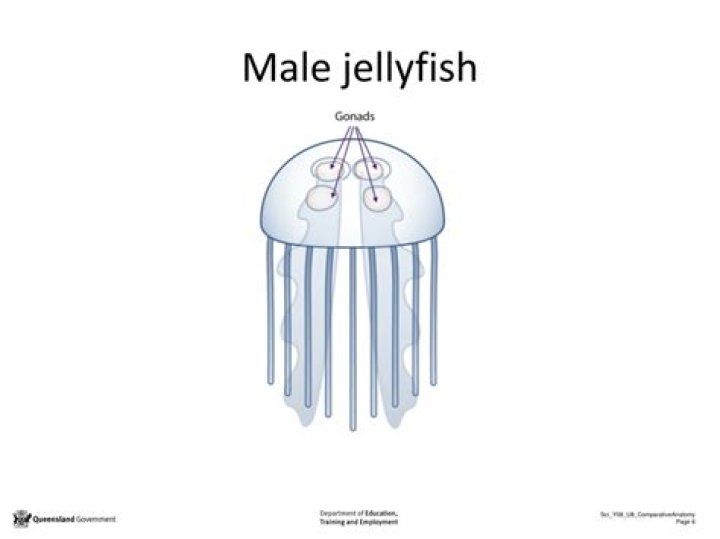 Are jellyfish male or female?