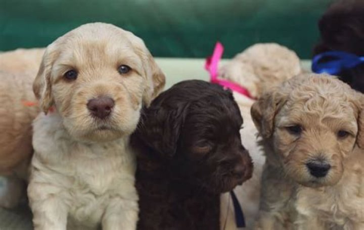 Are Labradoodles calmer than Labradors?