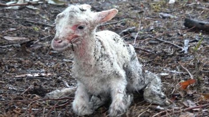 Are lambs killed for shearling?