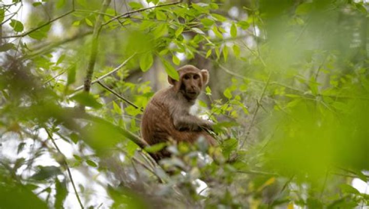 Are there monkeys in California?