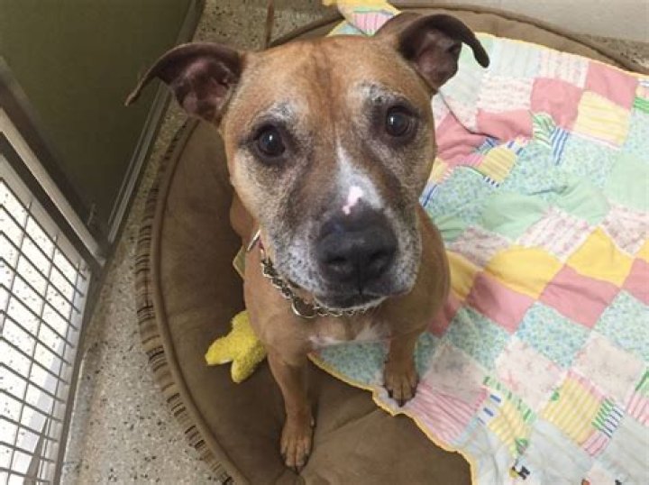 Can a 13 year old dog have puppies?