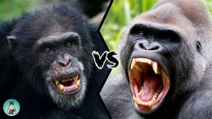 Can a chimpanzee beat a gorilla?