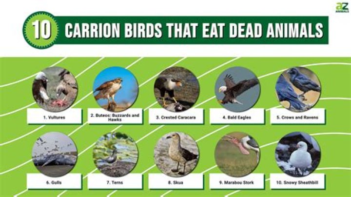 Can birds eat Special K?