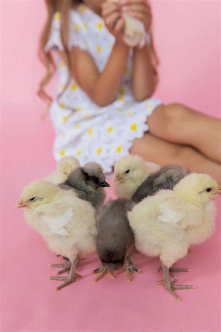 Can chicken lay 2 eggs a day?