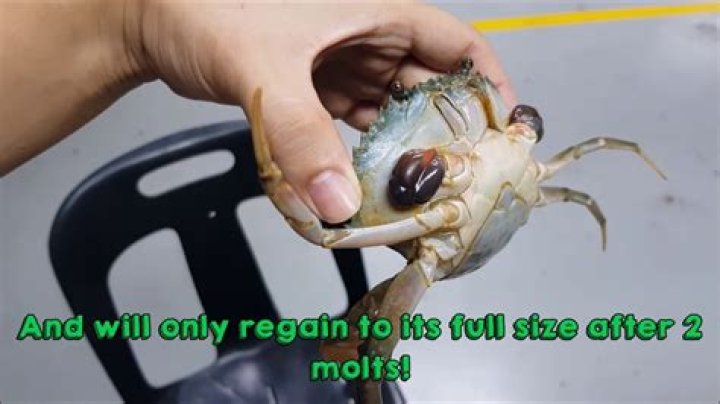 Can crabs regrow eyes?