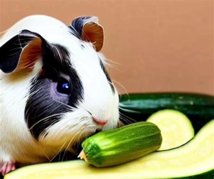 Can guinea pigs eat zucchini everyday?