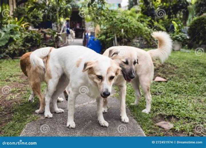 Can I have 2 female dogs together?