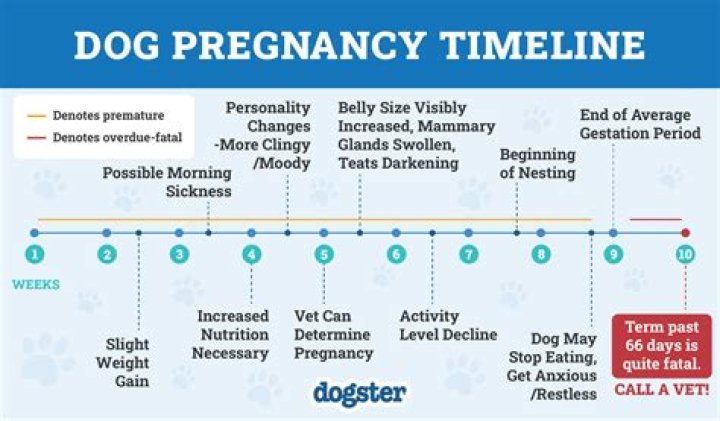 Can my dog tell I'm pregnant before me?