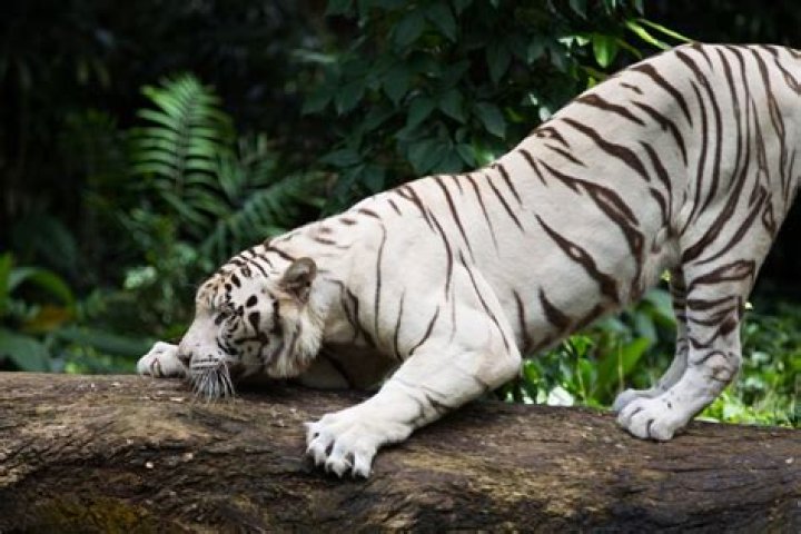Can tigers see in the dark?