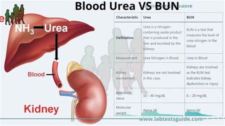 Can urea be made from urine?