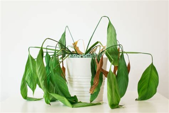Can you save a drooping plant?
