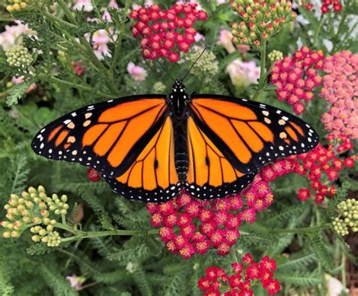 Do butterflies have green blood?