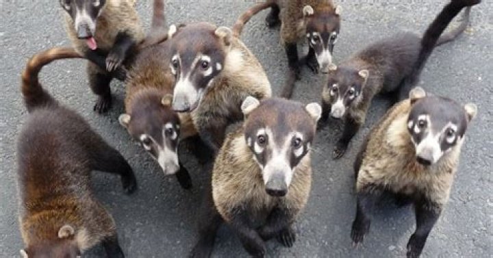 Do coatis carry rabies?