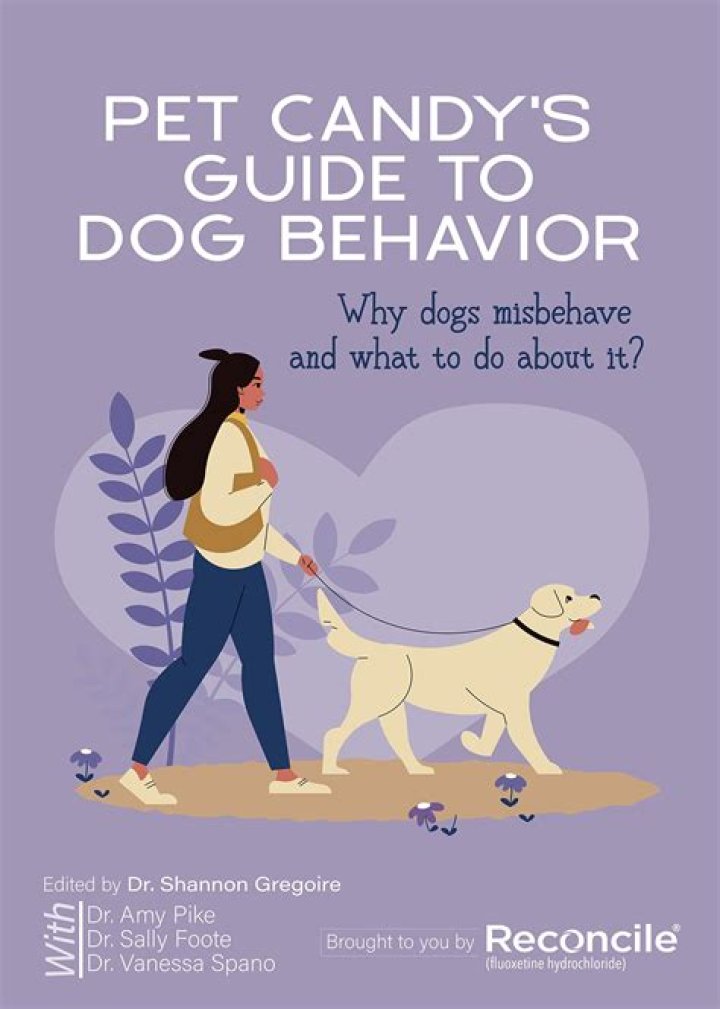 Do dogs misbehave for attention?