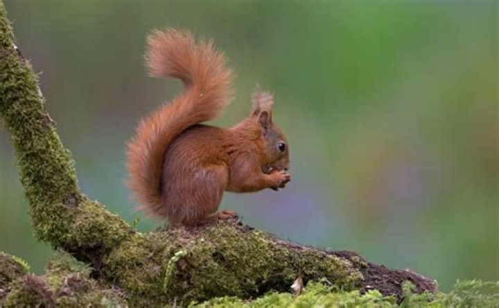 Do red squirrels chew the nuts off of other squirrels?
