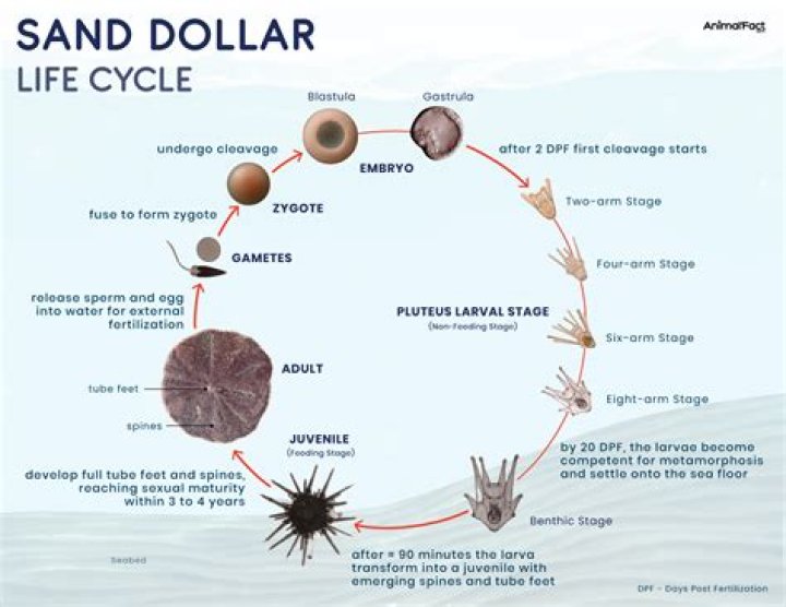 Do sand dollars grow?