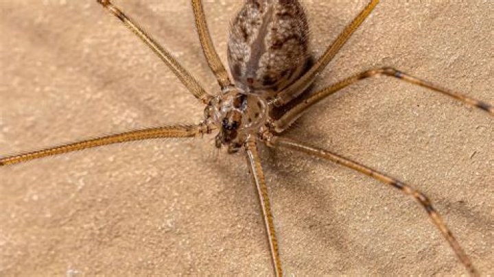 Do spiders like cinnamon?