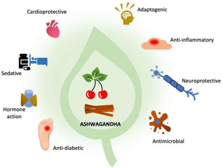Does ashwagandha cause liver damage?
