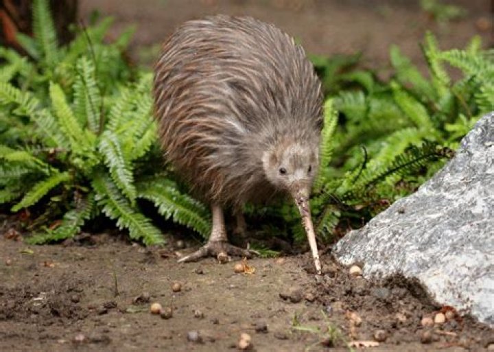 Does Kiwi test on animals?