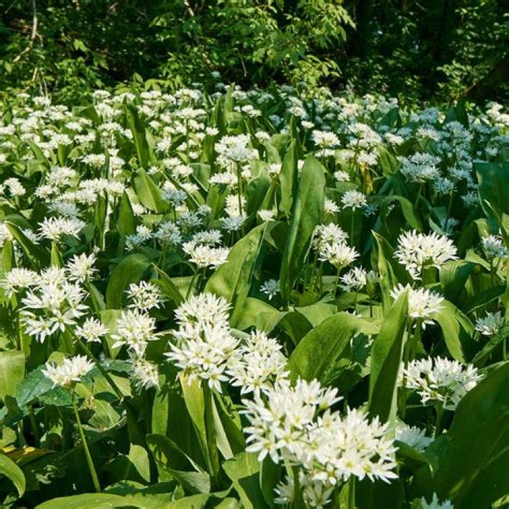 Does wild garlic grow in America?