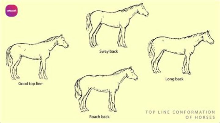 How do horses show happiness?