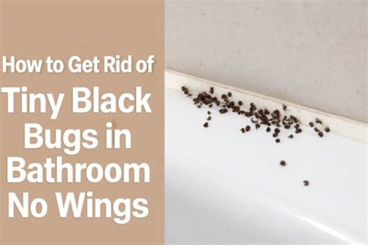 How do I get rid of little black bugs in my bathroom sink?