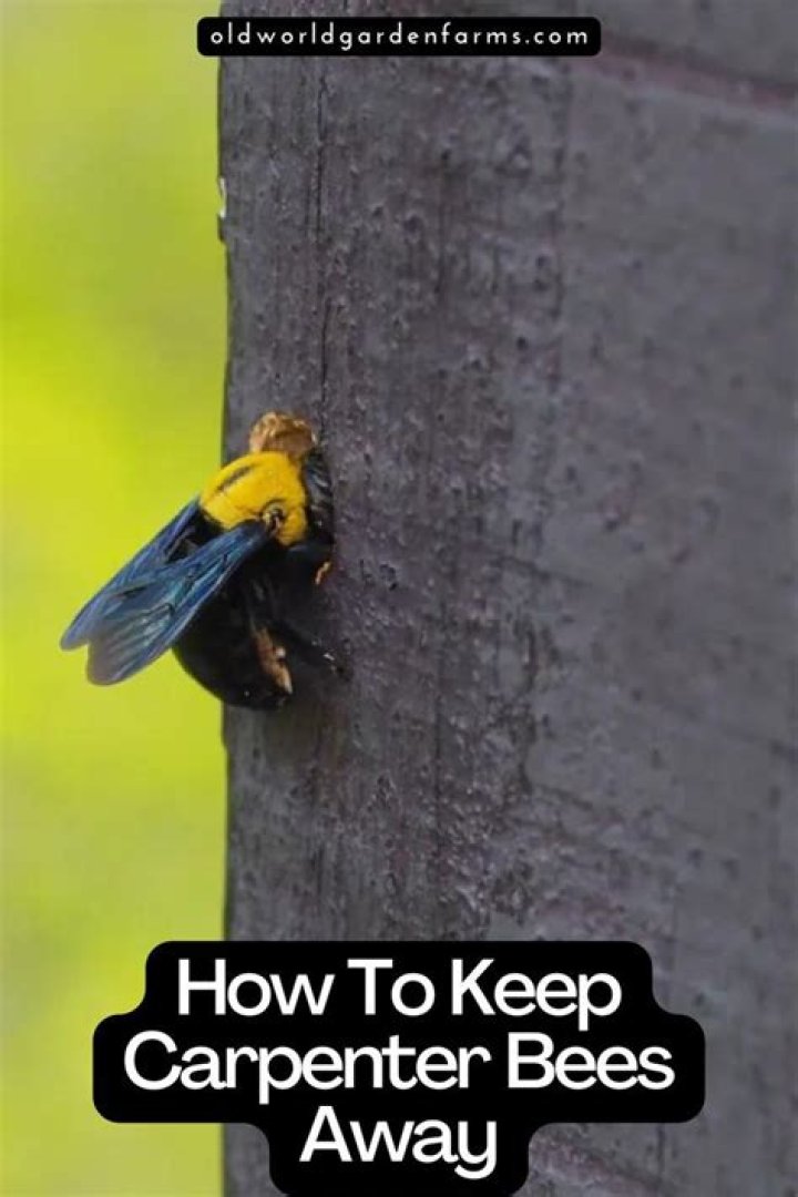 How do I keep carpenter bees away?
