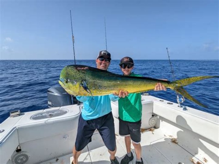 How do you catch mahi-mahi in South Florida?