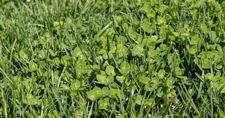 How do you keep clover from blooming?