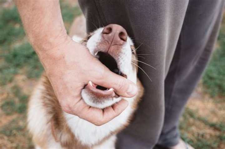 How do you treat a minor dog bite?