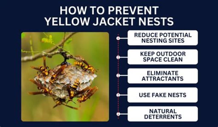 How far underground are yellow jacket nests?