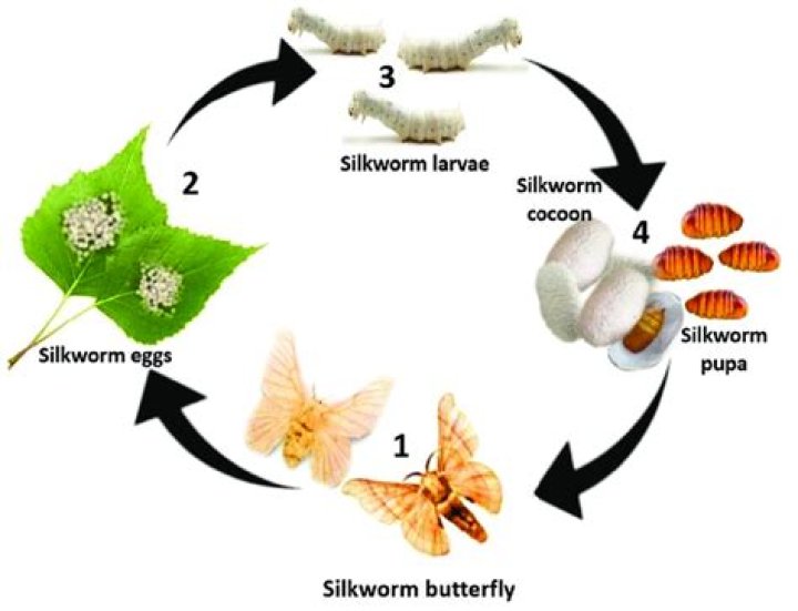 How long until silkworms turn into moths?