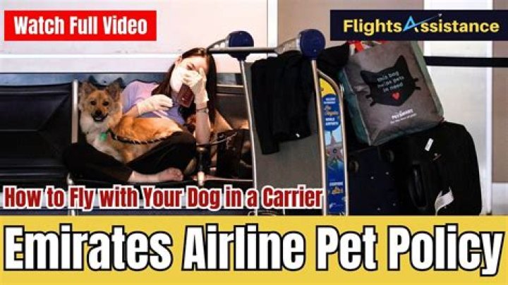 How many dogs died in plane cargo?