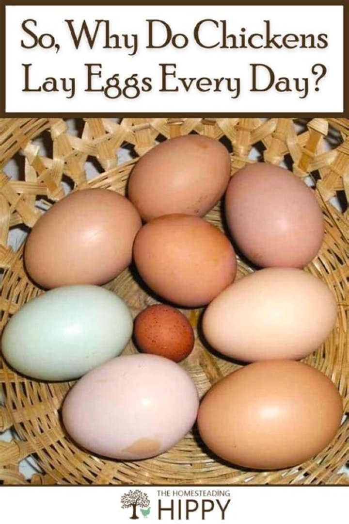 How many eggs can a bed bug lay in a day?