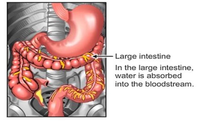 How many lbs Can your intestines hold?