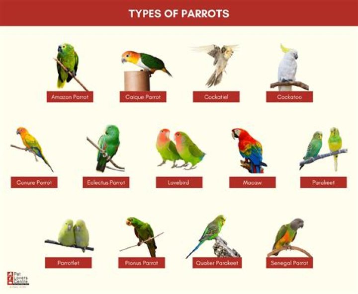 How many types of Creole are there?