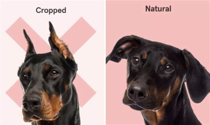 Is cutting dog's ears illegal?