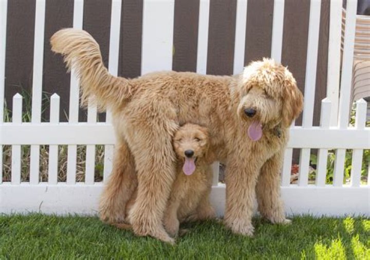 Is it better to get a male or female Goldendoodle?