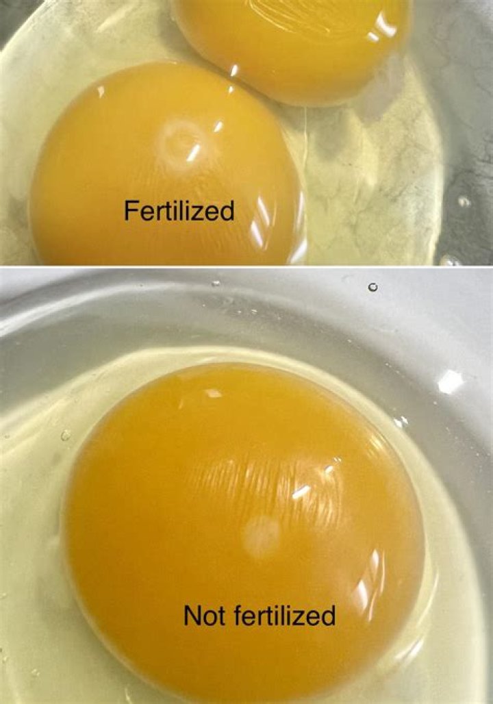 Is it OK to eat fertilized chicken eggs?