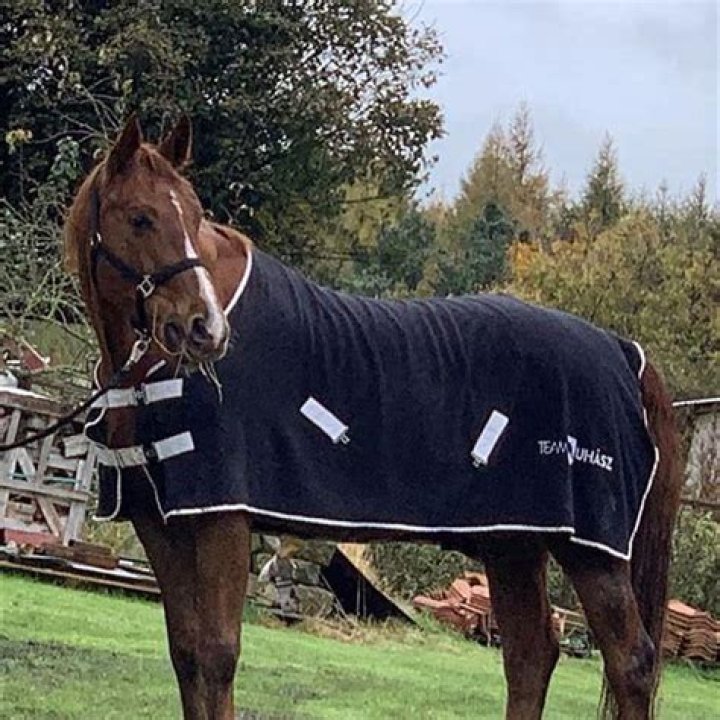 Is Roach a special horse?