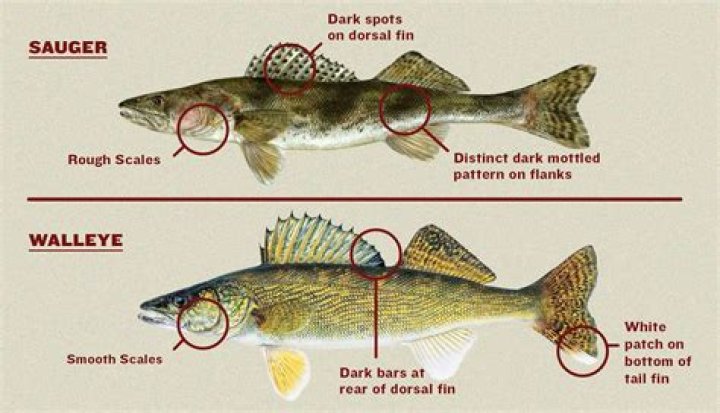 Is walleye or cod better?