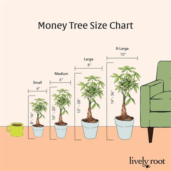 Should a money tree stay tied together?