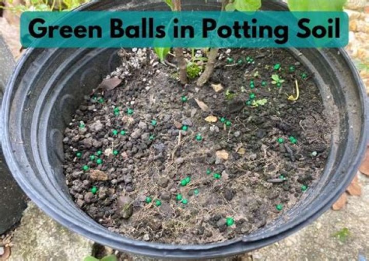What are the little green balls in my potting soil?