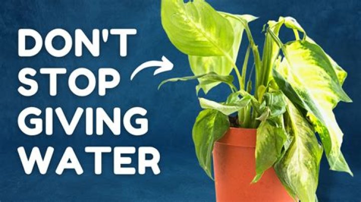 What does an overwatered pothos plant look like?