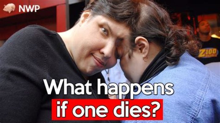 What happens if a kitten dies in the womb?