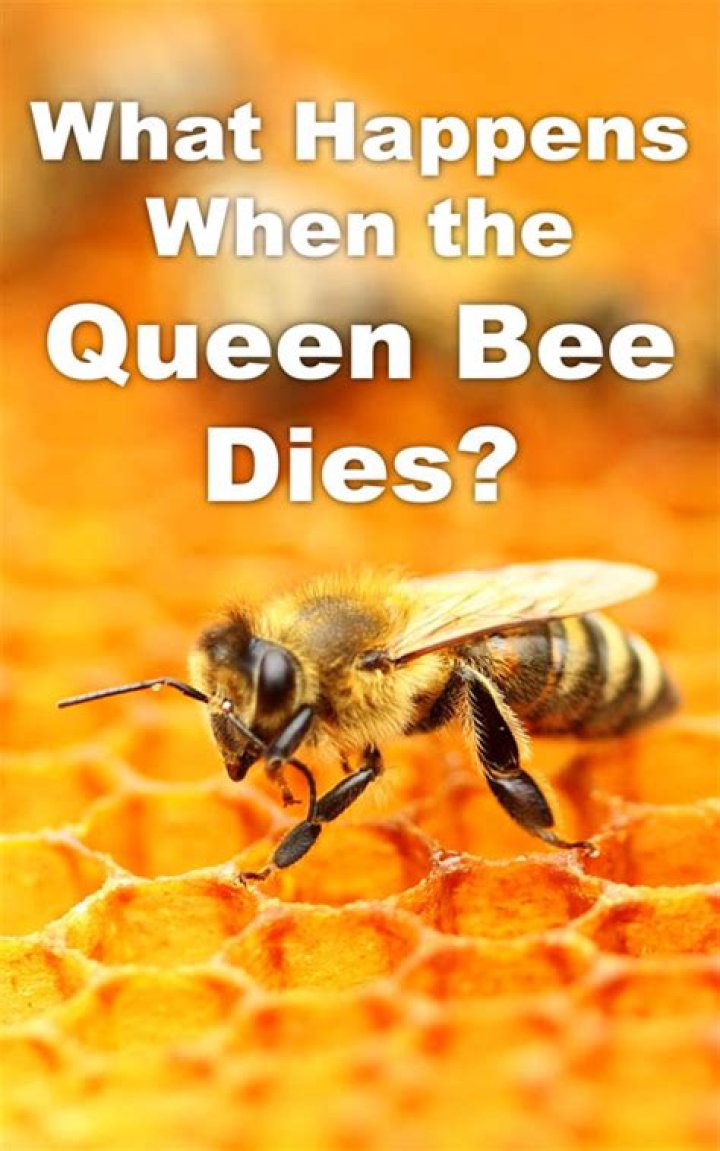 What happens when the queen bee dies in a hive?
