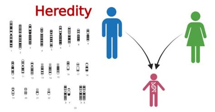 What is epigenetic theory of heredity?