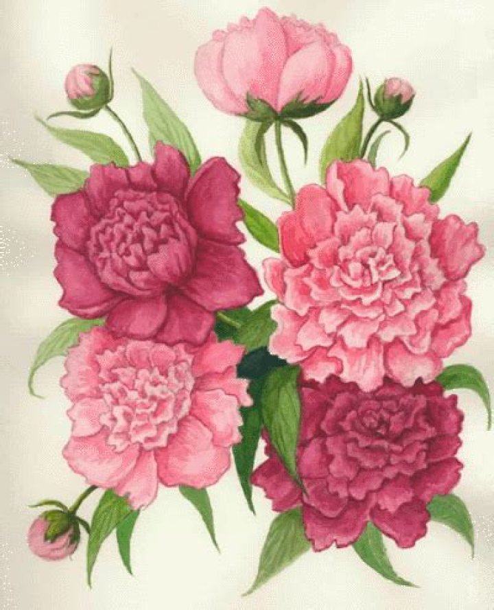 What is Indiana state tree?