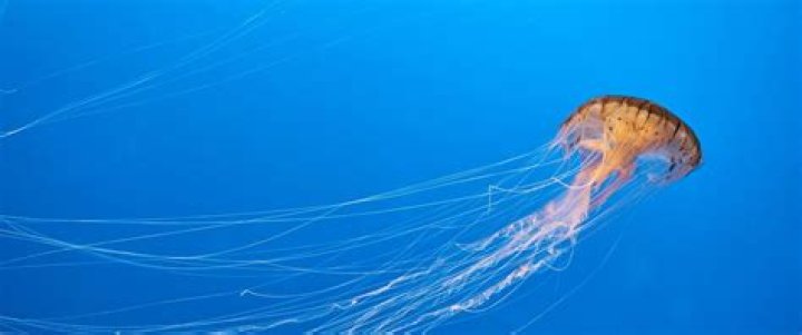 What is stinger season in Australia?