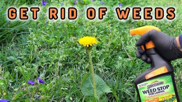 What is the green stuff sprayed on weeds?